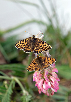 Glanville Fritillaries DM1228